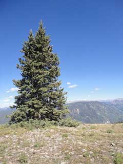 pseudotsuga menziesii Douglas Fir, 	Rocky Mountain Douglas-fir