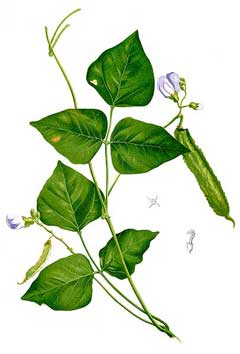 Psophocarpus tetragonolobus Winged Bean