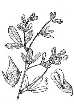 Psoralea argophylla Silverleaf Scurf Pea, Silverleaf Indian breadroot