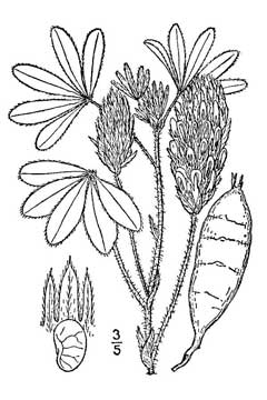 Psoralea esculenta Breadroot, Large Indian breadroot