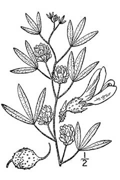 Psoralea lanceolata Lemon scurfpea