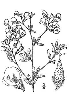 Psoralea tenuiflora Slender Scurfy Pea, Slimflower scurfpea