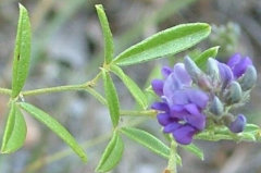 Psoralidium tenuiflorum Slender Scurfy Pea