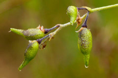 Psoralidium tenuiflorum Slender Scurfy Pea