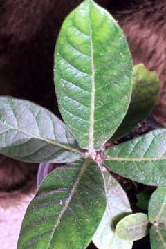 Psychotria loniceroides 