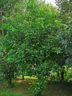 Ptelea trifoliata Hop Tree, Common hoptree, Pallid hoptree