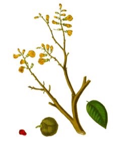 Pterocarpus erinaceus African Kino