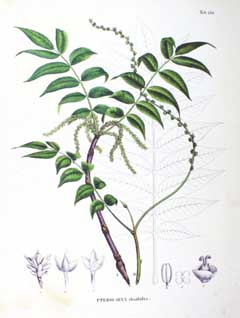 Pterocarya rhoifolia Japanese Wingnut
