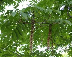 Pterocarya rhoifolia Japanese Wingnut