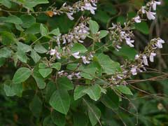 Pueraria phaseoloides Tropical Kudzu