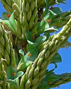 Puya chilensis 