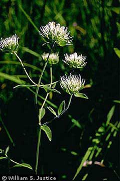 Pycnanthemum flexuosum Mountain Mint, Appalachian mountainmint
