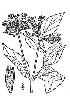 Pycnanthemum incanum Hoary Mountain Mint