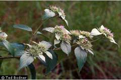 Pycnanthemum incanum Hoary Mountain Mint