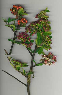 Pyracantha koidzumii Formosa firethorn