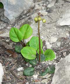 Pyrola chlorantha Green-Flowered Wintergreen