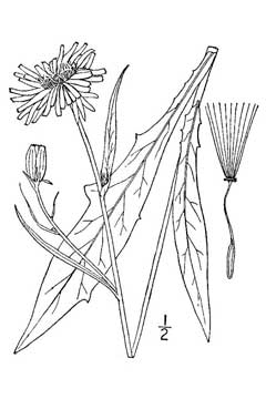 Pyrrhopappus carolinianus Carolina False Dandelion, Carolina desert-chicory