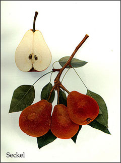 Pyrus communis sativa Pear