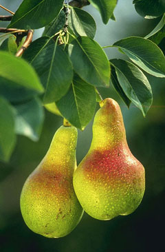 Pyrus communis sativa Pear