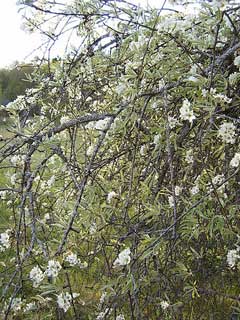 Pyrus salicifolia Willow-Leaved Pear