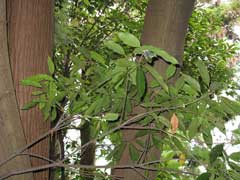 Quercus acuta Japanese Evergreen Oak