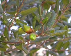 Quercus agrifolia Encina, California live oak,  Coast Live Oak