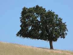 Quercus agrifolia Encina, California live oak,  Coast Live Oak