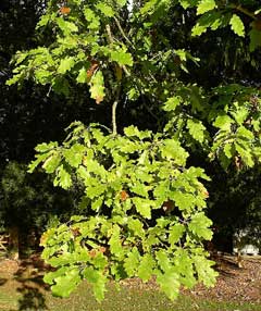 Quercus alba White Oak, Hybrid oak