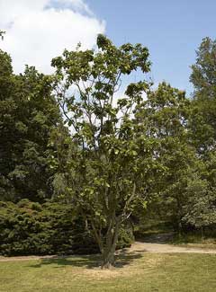 Quercus aliena Oriental White Oak