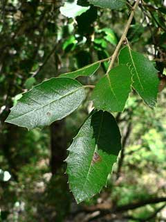 Quercus chrysolepis Live Oak, Canyon live oak