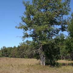 Quercus ellipsoidalis Northern Pin Oak