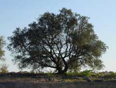 Quercus engelmannii Evergreen Oak, Engelmann oak,  Mesa Oak