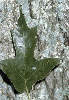 Quercus falcata Southern Red Oak, Cherrybark Oak, Spanish Oak, Southern Red Oak