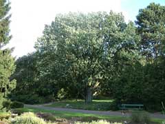 Quercus frainetto Hungarian Oak,  Italian Oak, Forest Green Oak