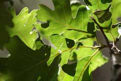 Quercus gambelii Shin Oak, Gambel oak, Rocky Mountain White Oak