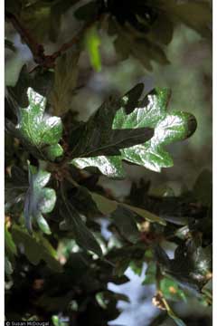 Quercus garryana Oregon White Oak, Garry Oak