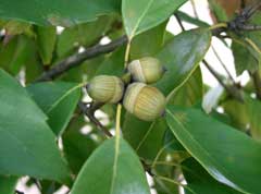 Quercus glauca Ring-cup oak , Ring Cupped Oak, Blue Japanese Oak