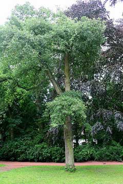 Quercus hispanica 