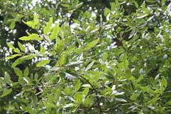 Quercus hispanica 