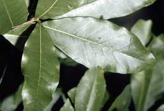 Quercus imbricaria Shingle Oak,  Northern Laurel Oak
