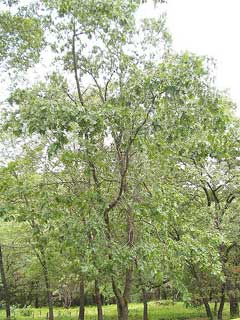 Quercus kelloggii Californian Black Oak, Black Oak
