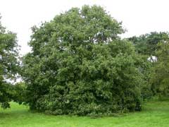 Quercus libani Lebanon Oak