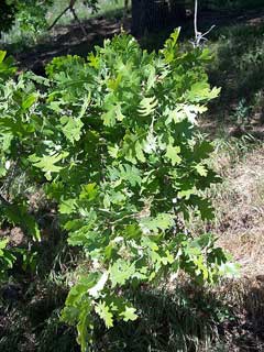 Quercus lobata Californian White Oak, Valley oak