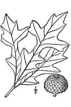 Quercus lyrata Overcup Oak