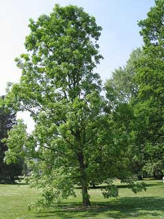 Quercus macrocarpa Burr Oak, Mossy Cup Oak