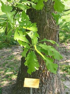 Quercus macrocarpa Burr Oak, Mossy Cup Oak