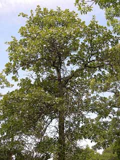 Quercus marilandica Blackjack Oak