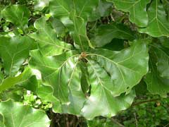 Quercus marilandica Blackjack Oak