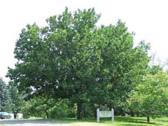 Quercus mongolica Mongolian oak