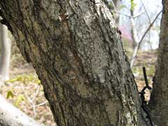 Quercus mongolica grosseserrata 